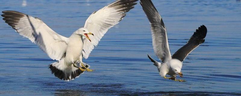 海上清洁工的海鸟是什么鸟 哪种海鸟是海上清洁工