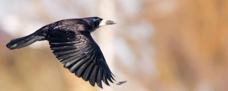 乌鸦吃什么食物为生（乌鸦吃什么食物为生命）