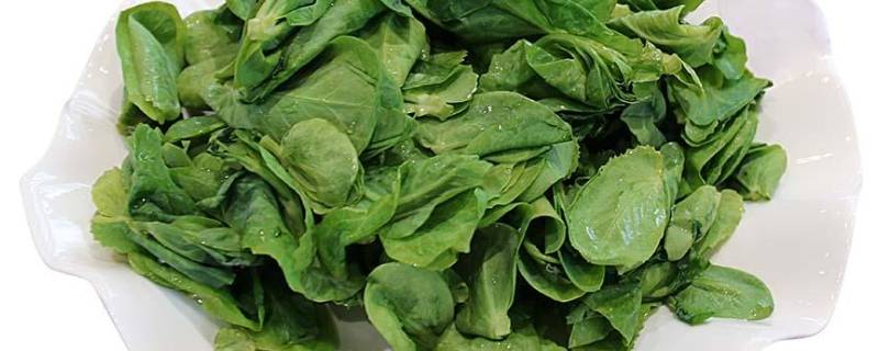 豆妃是什么蔬菜（豆妃是什么蔬菜做的）