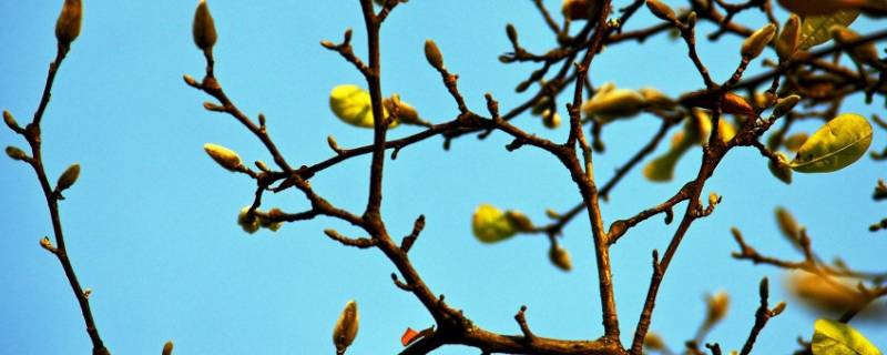 树梢在树的什么位置（树梢是怎样的）