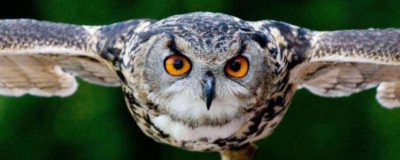 田园卫士是什么动物（中国特有动物）