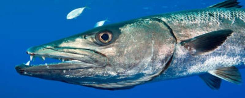 spuddle是什么生物（spuddles是什么生物）