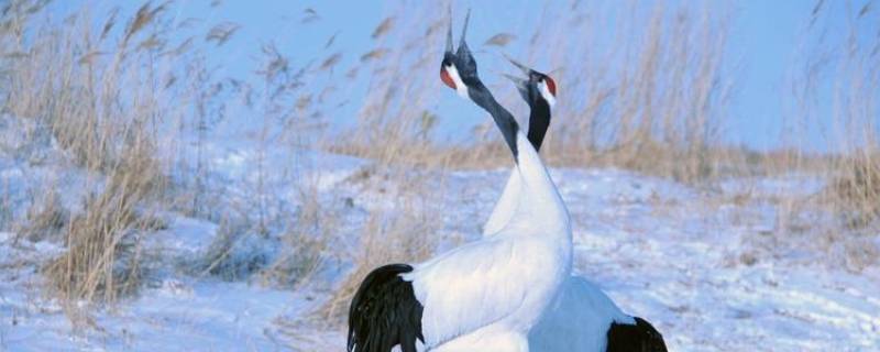 丹顶鹤头顶的羽毛像什么 丹顶鹤头顶的羽毛像什么东西