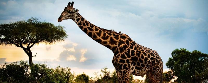 长颈鹿的介绍和特点 长颈鹿的特征和特点