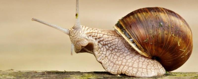 蜗牛是蛋生的吗 蜗牛是不是蛋生