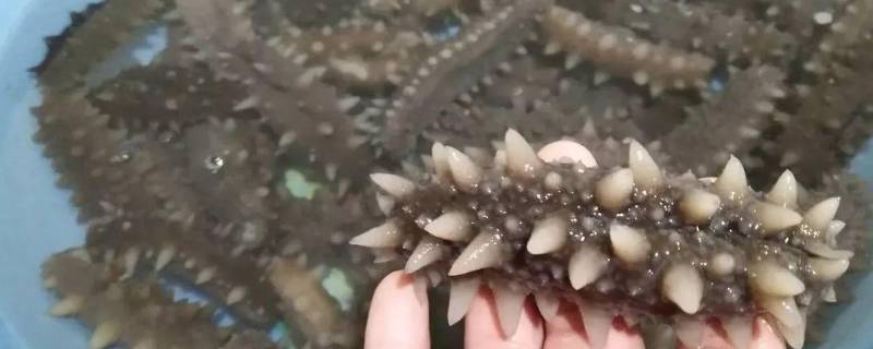 底播海参是什么意思 深海底播海参是什么意思