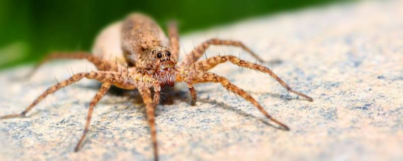 蜘蛛为什么不是昆虫（什么昆虫养久了会认主人）