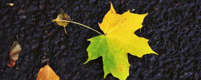 梧桐树叶子长得像什么（梧桐树的叶子长得像什么）