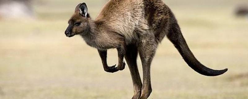 袋鼠的生活特征和生活方式（猫的生活特征和生活方式）