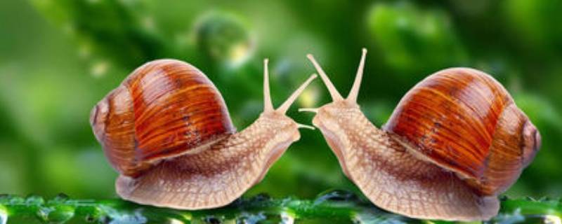 蜗牛的壳学名叫什么（蜗牛上的壳子叫什么）