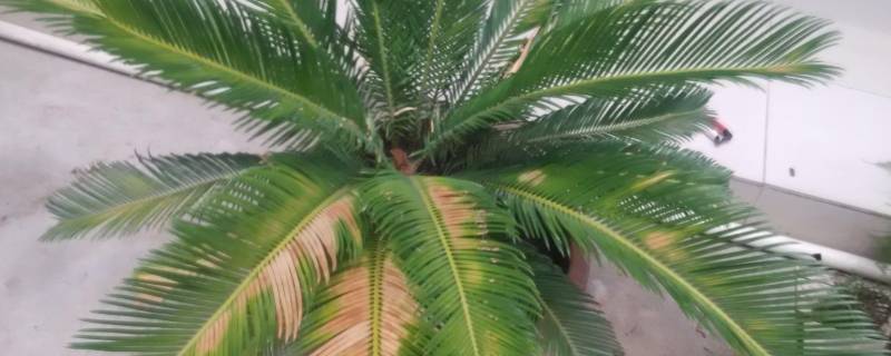 冬天铁树叶子发黄是怎么回事（冬天铁树叶子发黄是怎么回事儿）