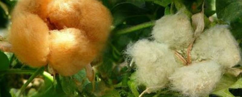 天然纤维有哪些（天然纤维）