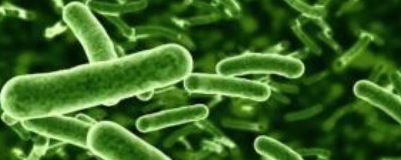 分解者有哪些生物（分解者有哪些生物特征）