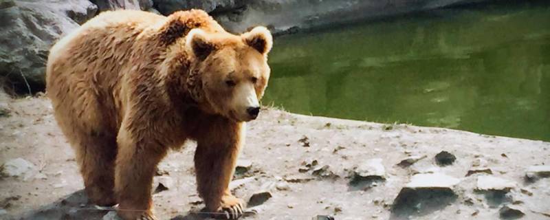 冬天睡觉的动物有什么（冬天睡觉的动物有什么生肖）