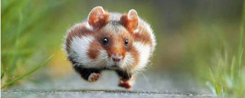 怎样保护野生动物（怎样保护野生动物英语作文）