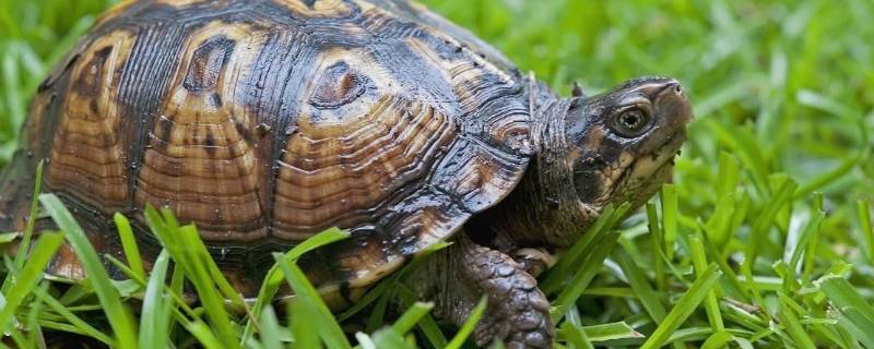 乌龟和海龟的区别在哪里（乌龟和海龟的区别在哪里图片）