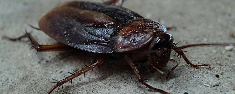 蟑螂怕冷吗会不会冻死 蟑螂冷会不会被冻死