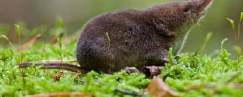 我家里有鼩鼱怎么处理（家里好多蠷螋怎么办）