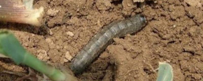 地老虎是什么昆虫 地老虎图片