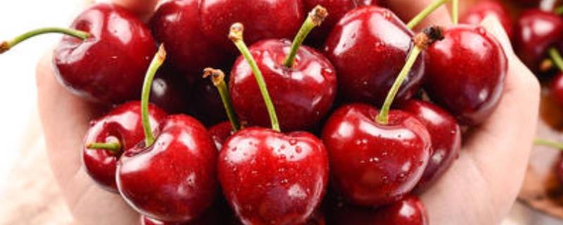 stella车厘子特点 智利车厘子stella