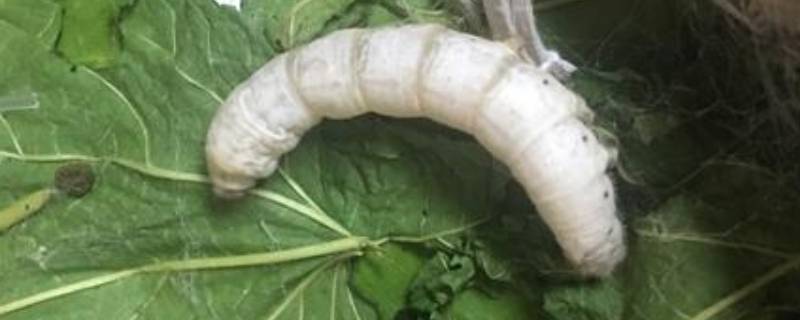 万缕千丝是什么动物 千丝万缕是指什么动物