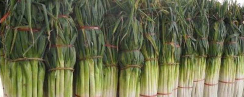 冬天储存大葱怕冻吗 大葱不怕冻吗