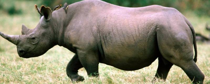 犀牛的繁殖方式 犀牛的繁殖方式是什么