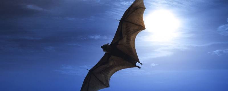 蝙蝠的象征意义 蚂蚁的象征意义