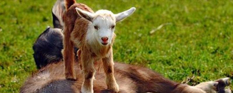 荡气回肠打一个动物 荡气回肠指的是什么动物