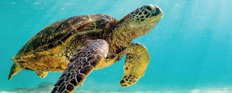 海龟会飞吗 海龟会飞吗会游泳吗