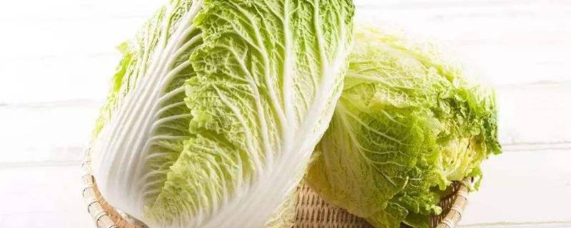 大量储存白菜方法（大量储存白菜方法图片）