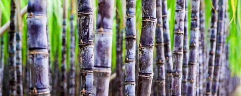 甘蔗变红砍掉后能吃吗 甘蔗变红了切掉还能不能吃