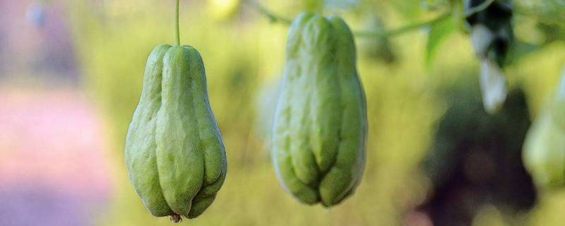 佛手瓜绿色好还是白色好 佛手瓜白色和绿色差别