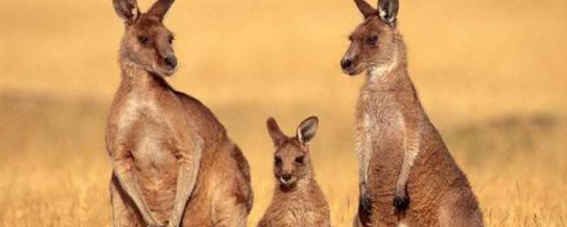 袋鼠可以通过尾巴干啥 袋鼠的尾巴袋鼠可以通过尾巴干什么