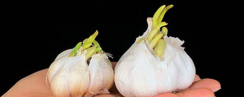 蒜头发芽了还能吃吗 蒜头发芽了还能吃吗图片