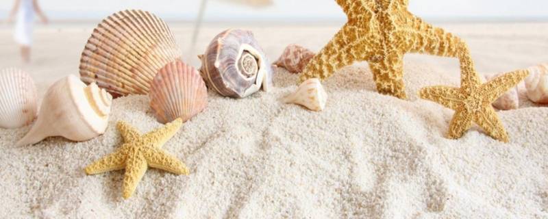 贝壳属于什么类 贝壳属于什么类型垃圾