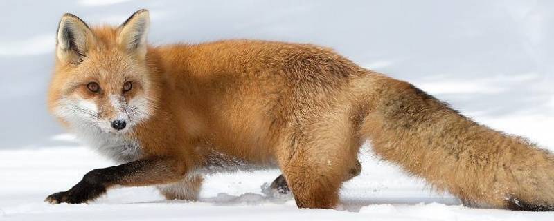 加厚皮毛过冬的动物有哪些（加厚皮毛过冬的动物有哪些呢）