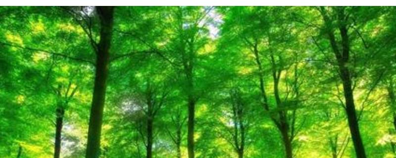 绿的颜色有哪些 绿色的分类及色卡大全