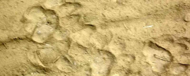 老虎的脚印像什么形状（老虎的脚印像什么?）