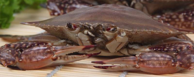 梭子蟹和桃子能一起吃吗（吃完螃蟹千万别碰5种食物）