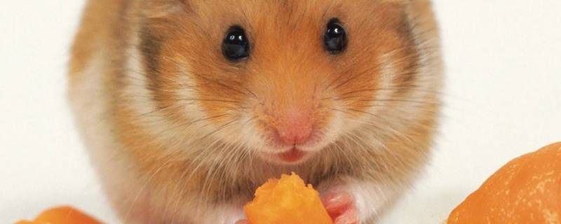 老鼠在吊顶上怎样去除 吊顶夹层灭鼠最佳方法