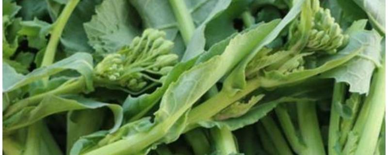 油菜苔怎么炒好吃（油菜苔怎么炒好吃又简单的做法）