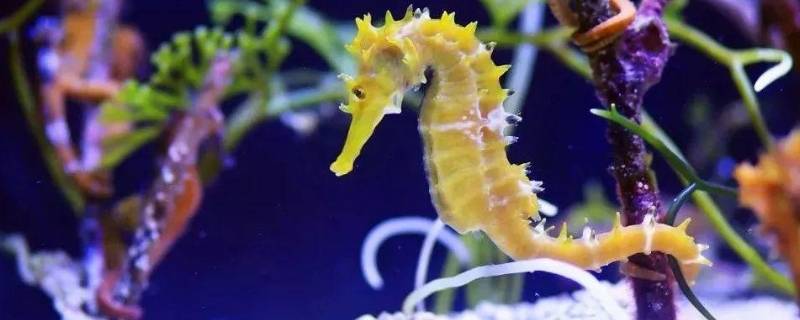 海马是哪类动物 海马是哪类动物?鱼类无脊椎类哺乳类确定