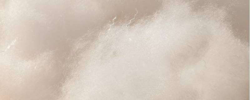 什么是羽绒棉是什么材质 羽绒棉是什么材料图片价格