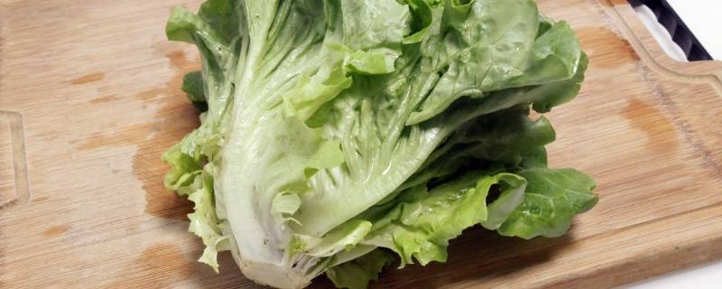 玻璃菜是什么菜（玻璃菜有什么作用）