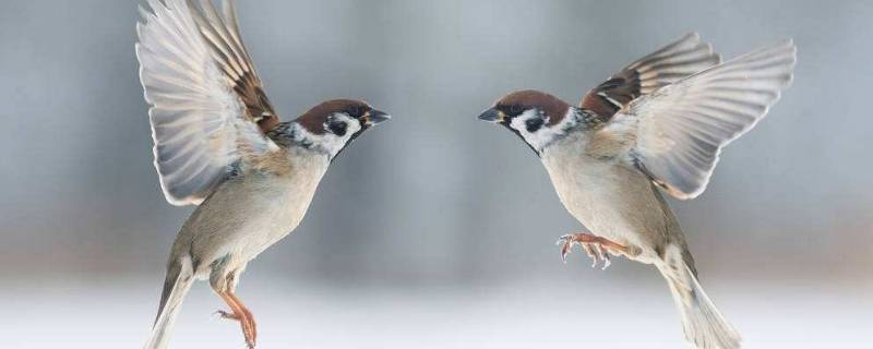 麻雀属于几级保护动物（麻雀属于几级保护鸟类）