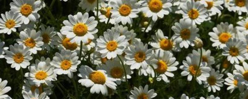 甘菊花与菊花的区别 甘菊花与菊花的区别在哪里