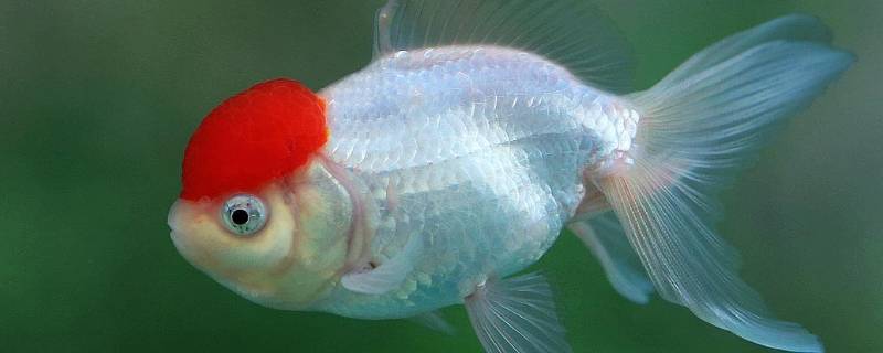 世界上有什么鱼 七彩神仙鱼