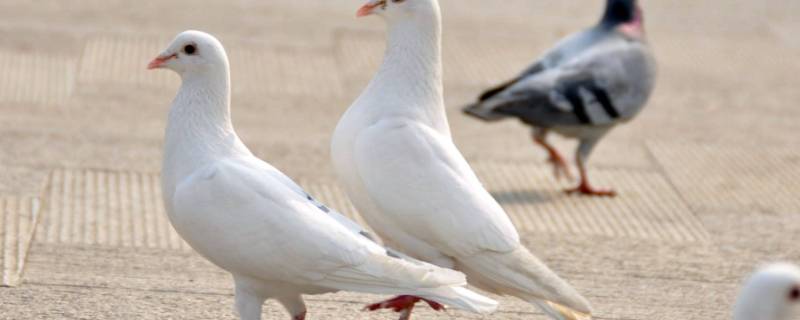 鸽子属于什么类（鸽子属于什么类动物类型）