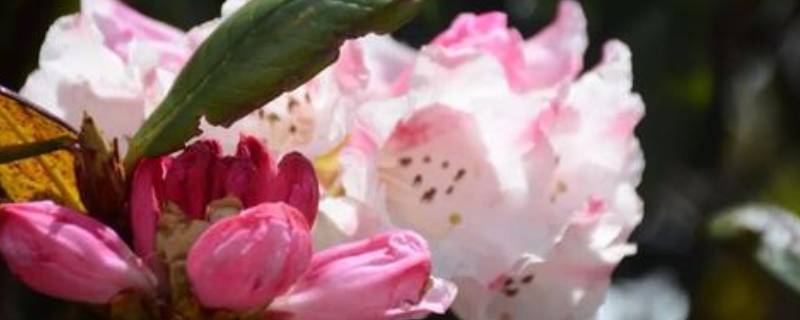 索玛花在哪个地方（索玛花分布）